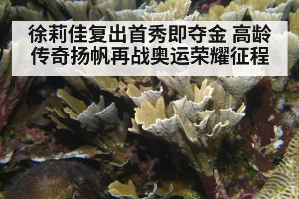 徐莉佳复出首秀即夺金 高龄传奇扬帆再战奥运荣耀征程